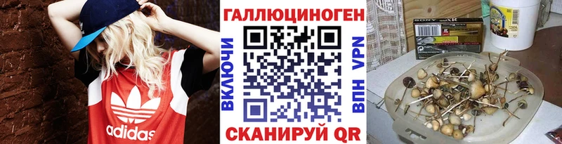Псилоцибиновые грибы Psilocybe  купить закладку  Сертолово 